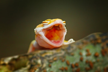 cute baby gecko lizard, eublepharis macularius