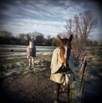 Two horses rugged up on a frosty winter morning