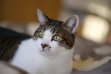 リラックスした猫