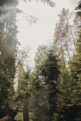 Obraz premium Forest trail on a bright sunny day