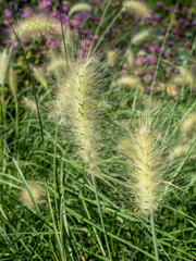 Pennisetum advena or, Ruburm. Pennisetum is a widespread genus of plants in the grass family, native to tropical and warm temperate regions of the world.