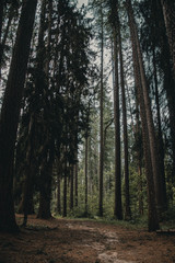 Forest trail on a warm summer afternoon