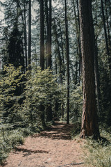 Forest trail on a warm summer afternoon