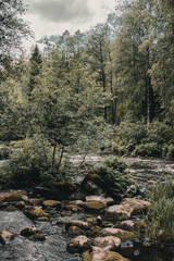 River with stones in the afternoon in the forest