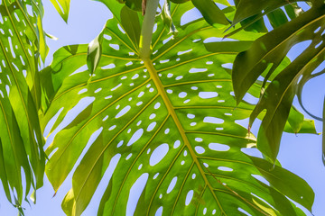Feuilles géantes de philodendron sur fond de ciel 
