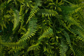 Fototapeta na wymiar dense thickets of indoor fern