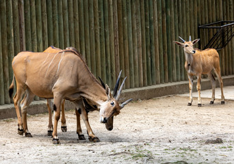 The common eland , also known as the southern eland or eland antelope, is a savannah and plains antelope found in East and Southern Africa