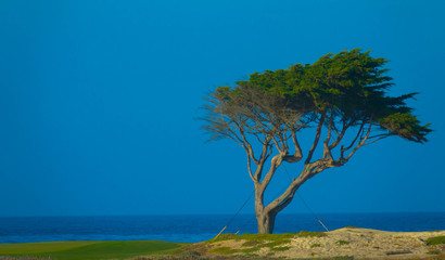 Einsame Zypresse, 17-Milen-Drive, Monterey Kalifornien
