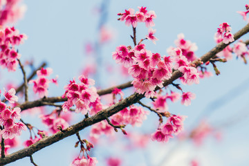 Obraz premium Cherry Blossom and Sakura wallpaper