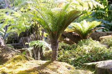 The Green Garden. Cycas  palm tree in the garden.