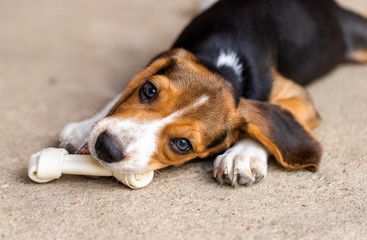 Puppy dog ripping ball apart Beagle dog purebred