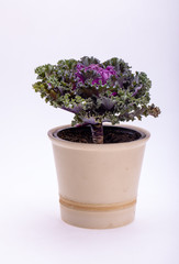 Ornamental Purple Kale or cabbage on white background