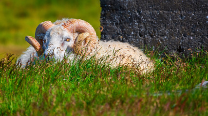 Icelandic Ram