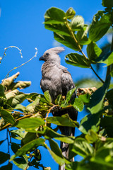 Grey Go-away-bird (Corythaixoides concolor) perched on green tree branch