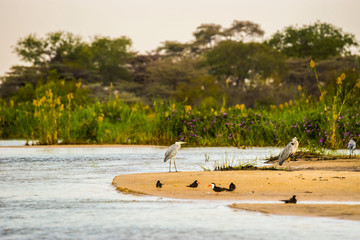 Zambezi river landscape with Grey Herons (Ardea cinerea) and african skimmers standing on the bank