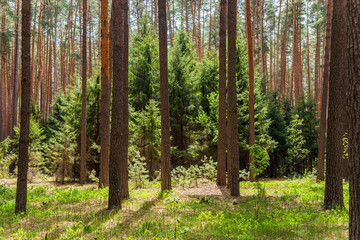 Young fir trees in sunny summer pine forest in Russia.