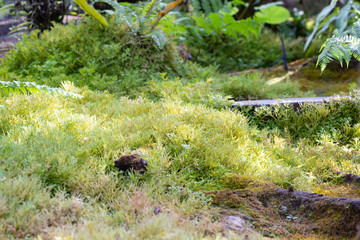 Moss in the garden. Green garden.
