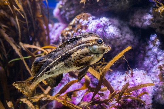 Horse fish deals