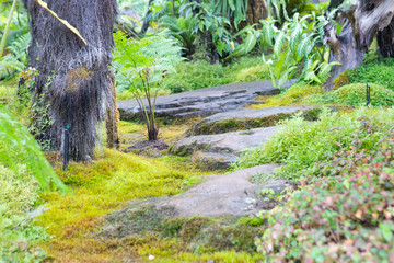 The Green Garden. Moss in the garden.