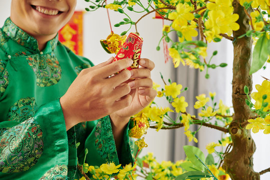 Smiling young Asian man hanging small fire crakers on blooming apricot tree when preparing for Chinese New Year