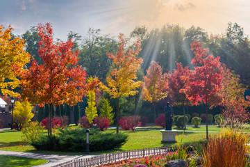 Autumn park with ornamental trees and bushes in backlight