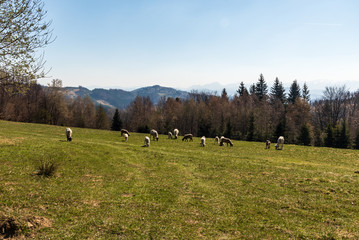Fototapeta na wymiar sheep feeds on fresh springtime mountain meadow