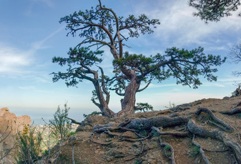 Obraz premium Old twisted tree of pine on a steep rock