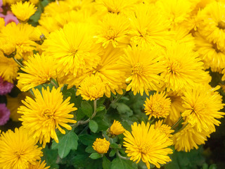 Fototapeta premium Flowering yellow chrysanthemums on the flower bed close-up