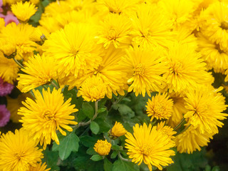 Flowering yellow chrysanthemums on the flower bed close-up