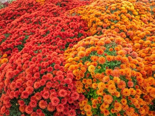 Fototapeta na wymiar Fragment of flower bed with red and orange color chrysanthemums