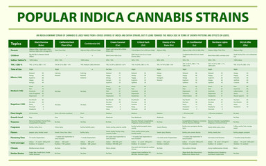 Popular Indica Cannabis Strains horizontal infographic illustration about cannabis as herbal alternative medicine and chemical therapy, healthcare and medical science vector.