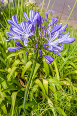 Obraz premium Agapanthe bleue
