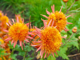 Flowering chrysanthemums orange color close-up in selective focus