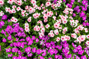 Top view of many colour foliage vinca flowers.