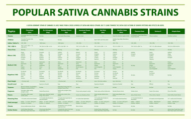 Popular Sativa Cannabis Strains horizontal infographic illustration about cannabis as herbal alternative medicine and chemical therapy, healthcare and medical science vector.