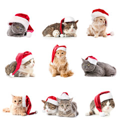 Funny cats in Santa Claus hats on white background