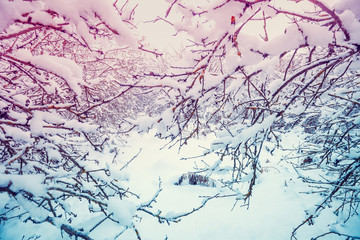 Snow-covered orchard. Beautiful winter landscape. Trees are covered in snow. Forest after a blizzard. Natural landscape
