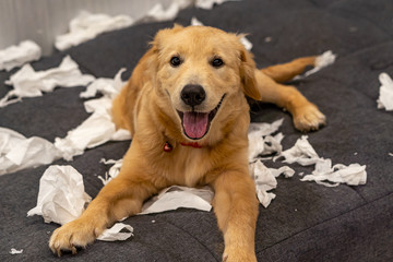 Cheerful golden retriever puppy laying on messy tissue papers