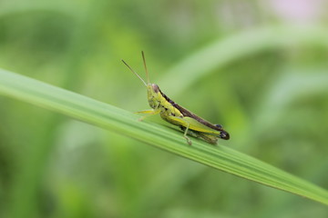 grasshopper on green grass