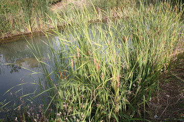 Typha latifolia.Bulrush.Cattail.Reed mace.