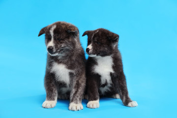 Cute Akita inu puppies on light blue background. Friendly dogs