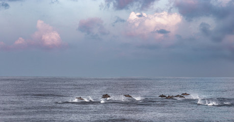 A flock of dolphins in the open sea is hunting. Animals jump, dive, surf on the surface of the ocean. Wild life near the Maldives