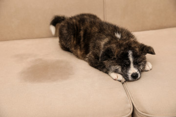 Cute Akita inu puppy near wet spot on sofa. Untrained dog