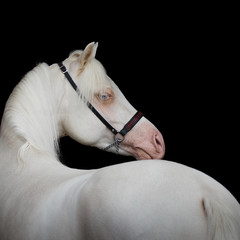Beautiful white horse looks back on black background, portrait closeup.