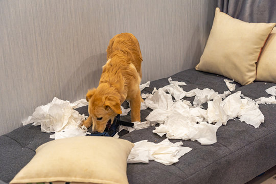 Naught Bad Golden Dog Playing And Biting Toilet Paper