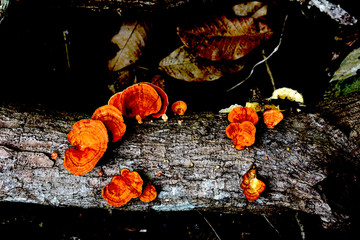 red mushroom growing on the wood