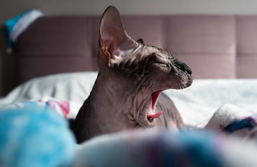 Sphinx cat close up portraits 