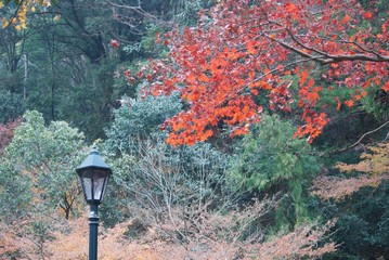 色づいた秋の山の景色