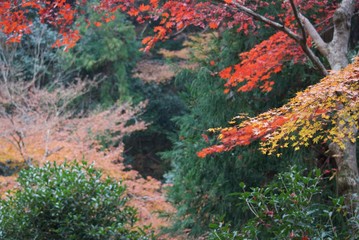 色づいた秋の山の景色