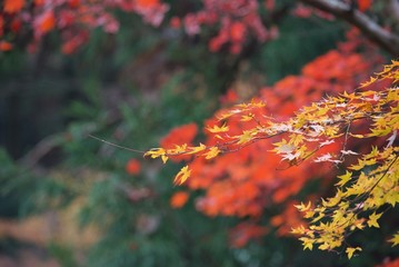 山中の紅葉